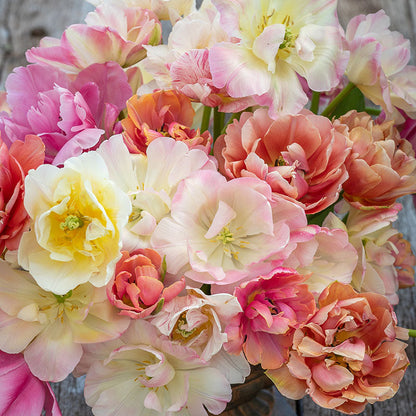 Afternoon Tea Mix tulips in soft pink and cream tones on a neutral background