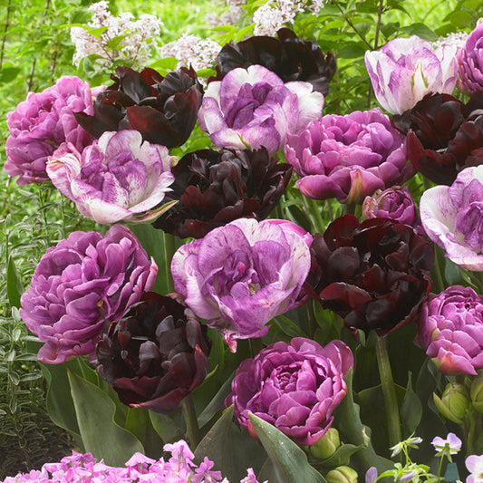 Amethyst Mix tulip in vibrant purple with white edges on a blurred background