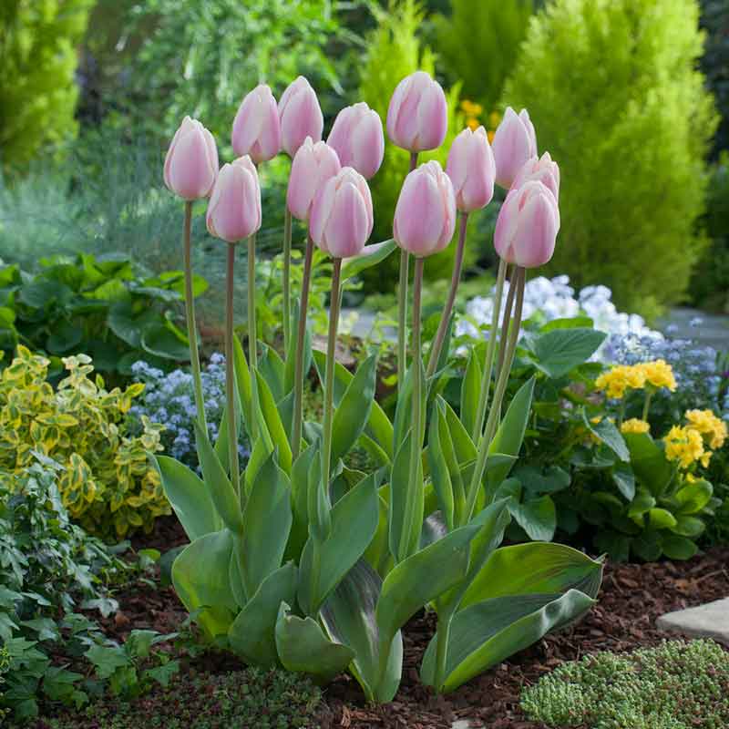 Apricot Delight tulip in light orange fully bloomed with green leaves in background | copyright: Floramedia UK Ltd