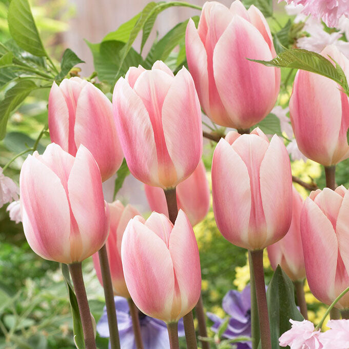 Apricot Delight tulip in soft pink and orange with ruffled petals on a blurred background