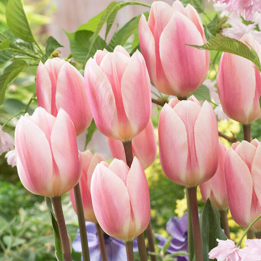 Apricot Delight tulip in soft pink and orange with ruffled petals on a blurred background