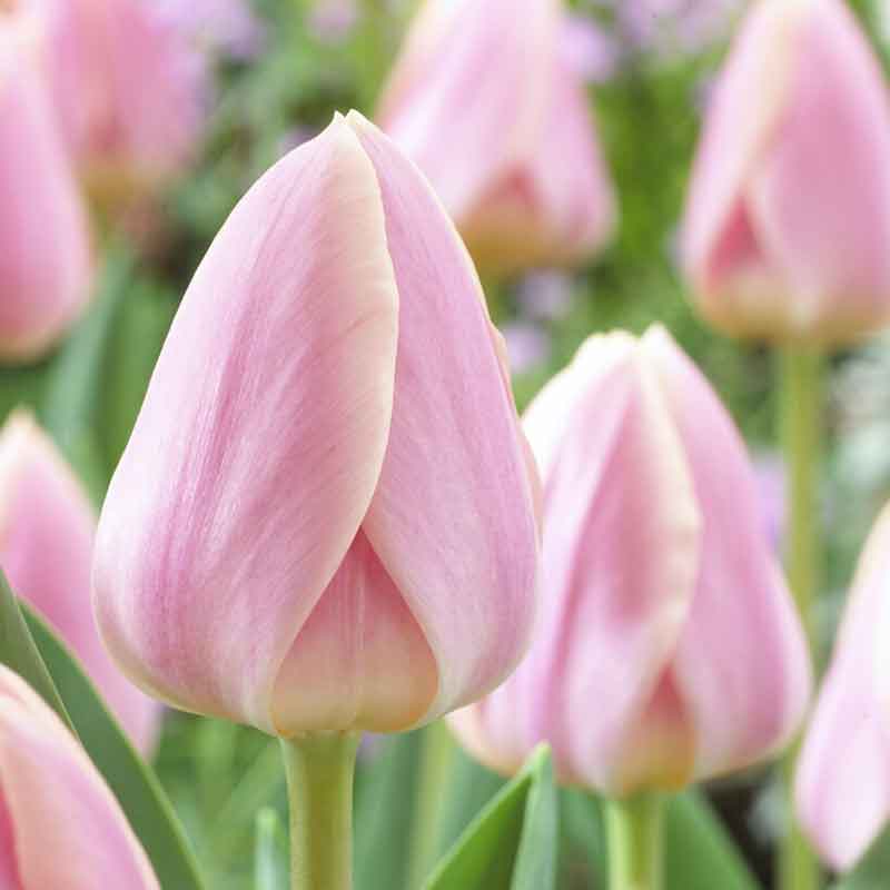 Apricot Delight tulips in orange with green stems against a white fence