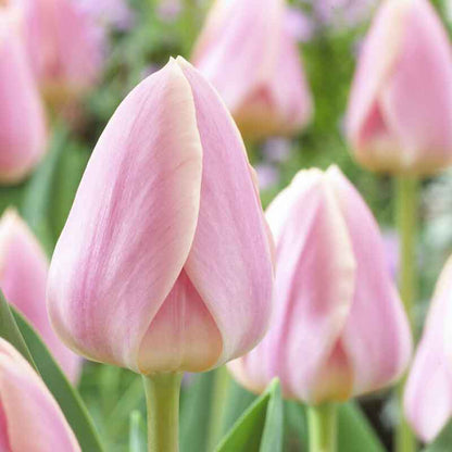 Apricot Delight tulips in orange with green stems against a white fence