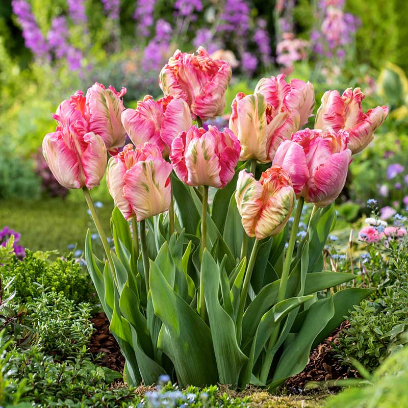 Apricot Parrot tulip in soft white with lush green foliage in the background | copyright: Floramedia UK Ltd