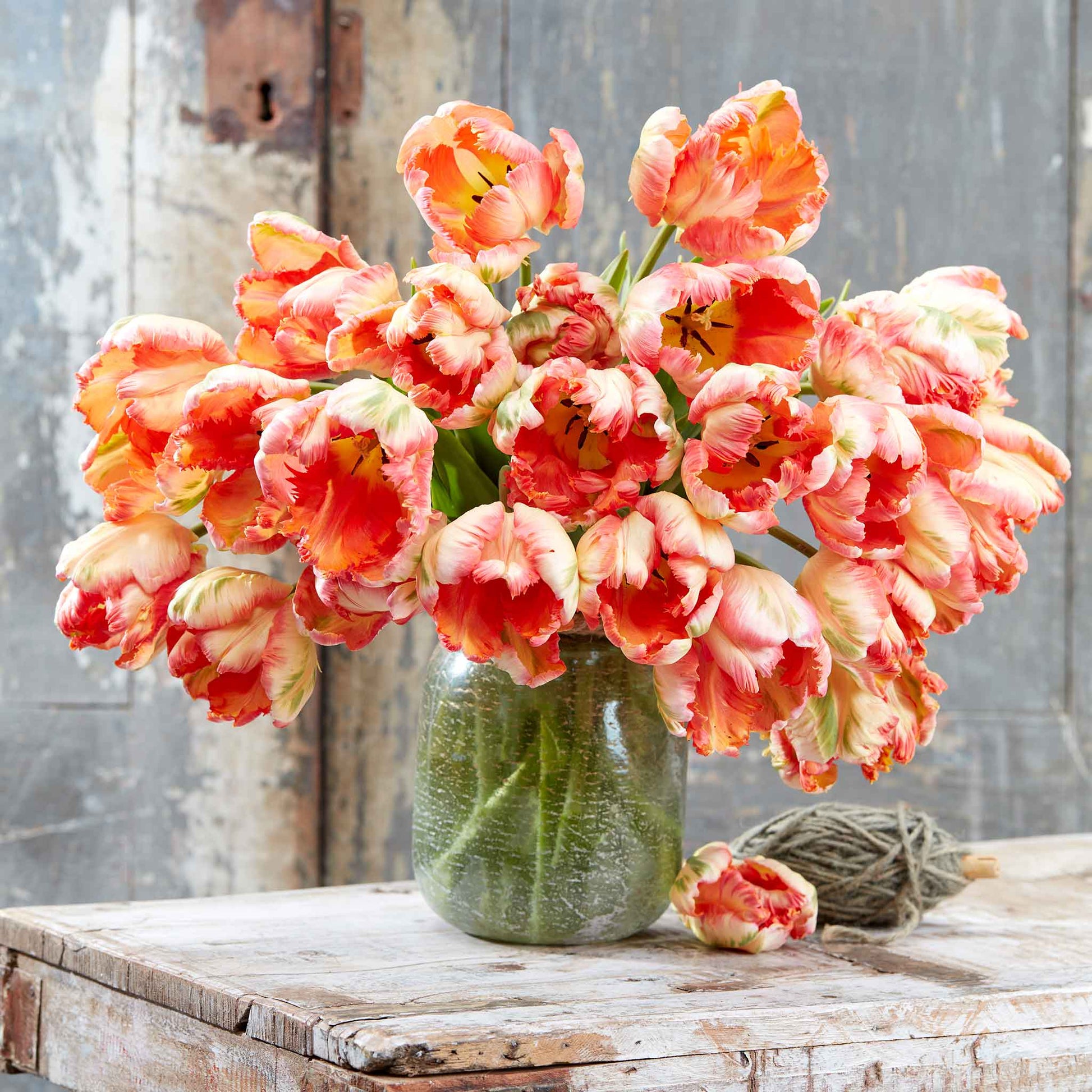 Apricot Parrot tulip in orange and apricot tones on a neutral background