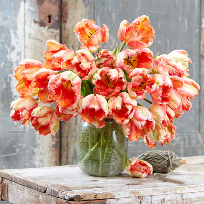 Apricot Parrot tulip in orange and apricot tones on a neutral background