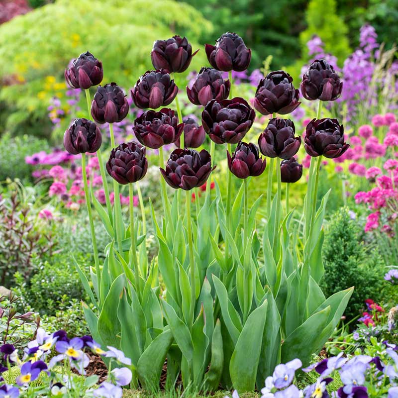 Black Hero tulip in deep purple almost black blooming in a bright garden | copyright: Floramedia UK Ltd