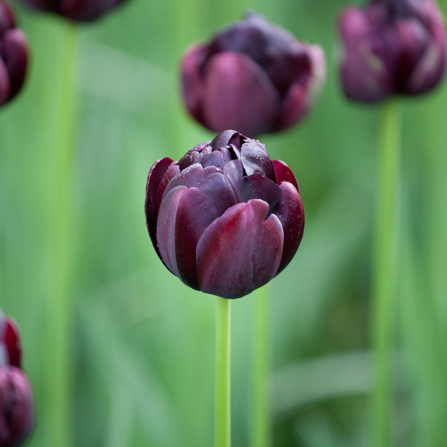 Black Hero tulip in dark purple with a classic shape on a blurred green background