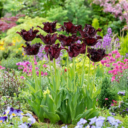 Black Parrot tulip in deep dark purple in full bloom on a blurred background | copyright: Floramedia UK Ltd