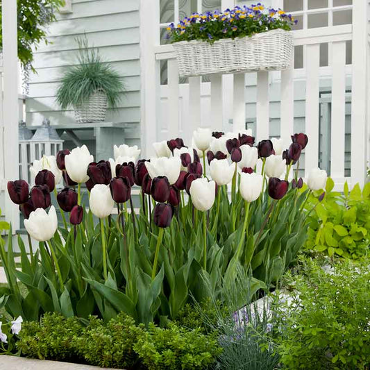 Black and White Triumph Mix tulip in pink with ruffled petals on a green background | copyright: Floramedia UK Ltd