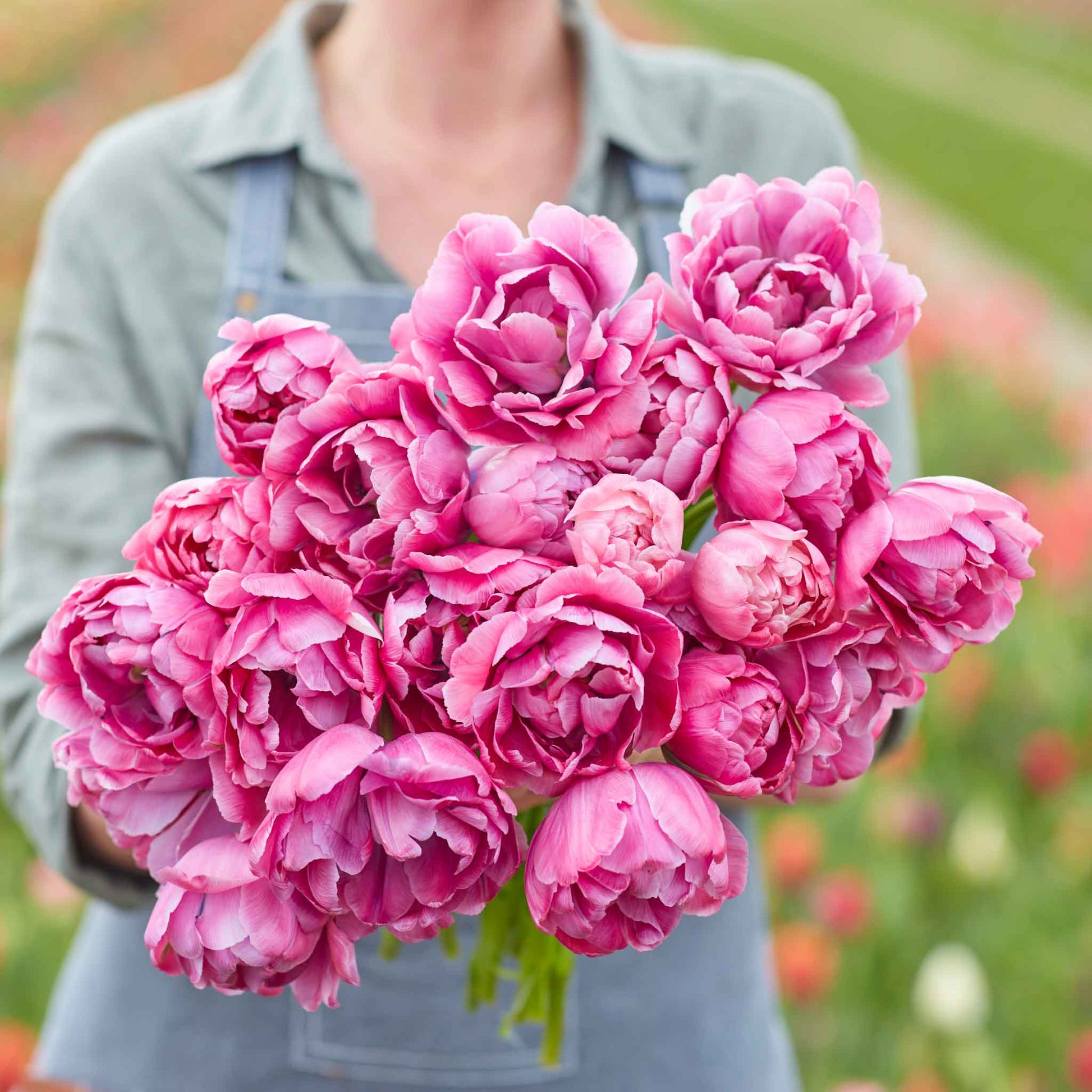 Blue Diamond tulip in deep pink and purple tones on a neutral background