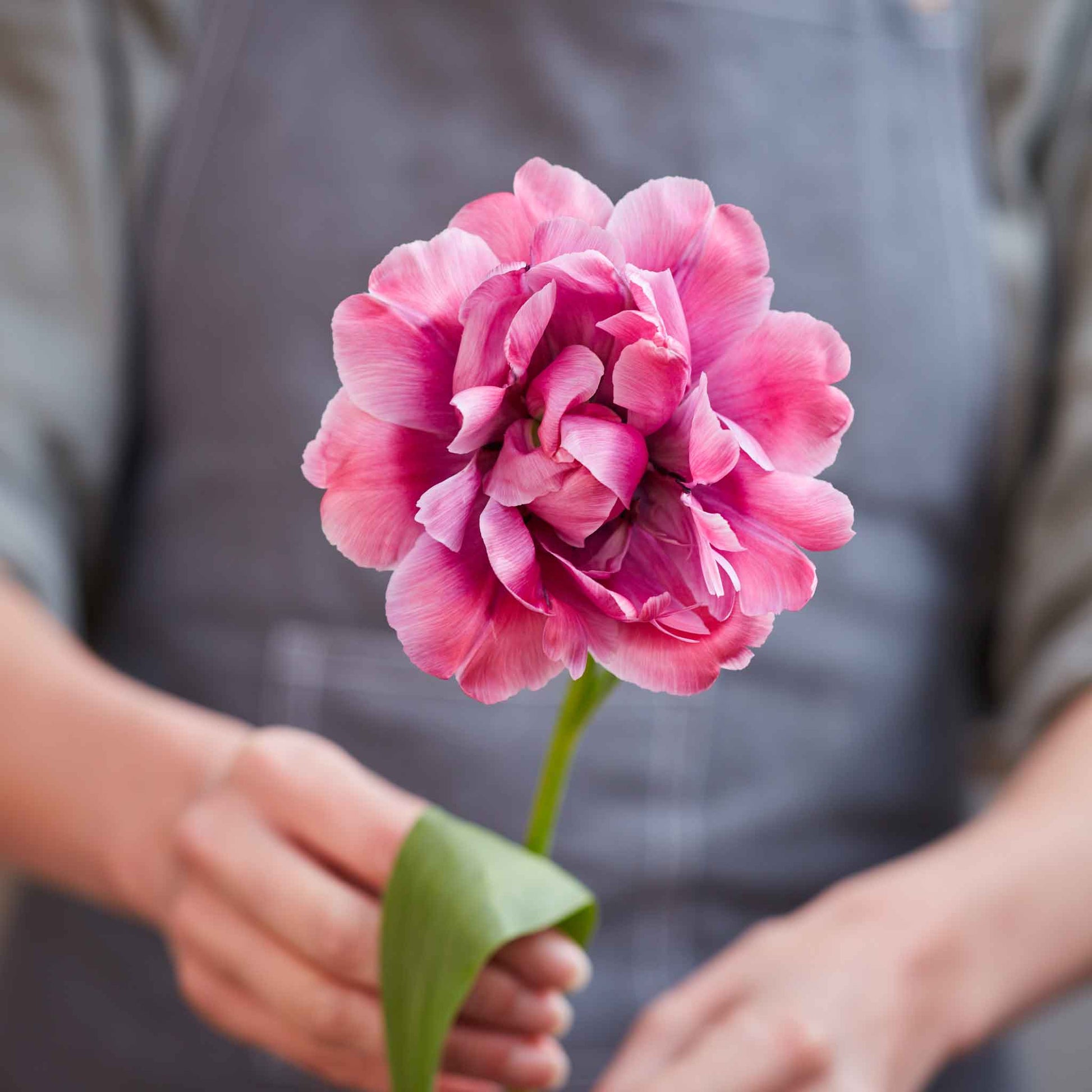 Blue Diamond tulip in red and yellow stripes with green leaves on a bright background