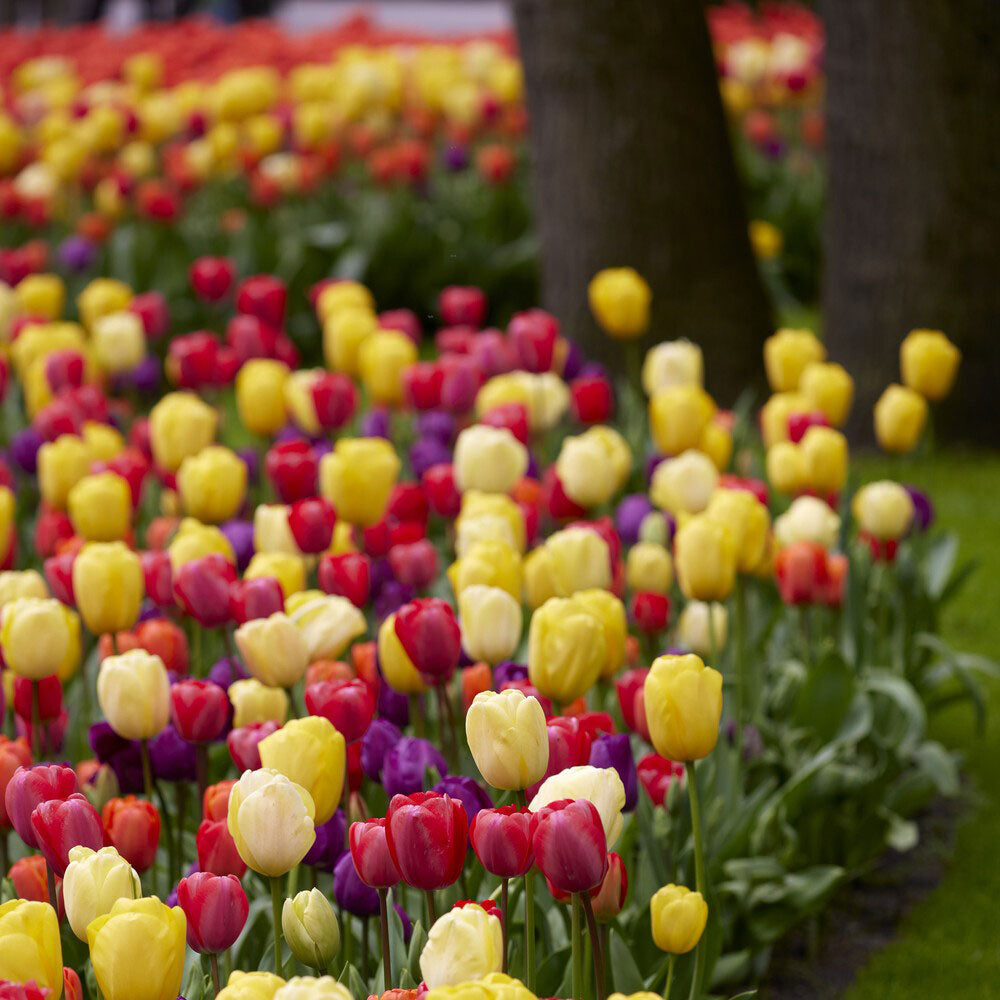 Border Mix tulips in mixed colors blooming in a bright garden setting