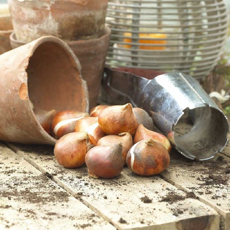 Tulip bulbs next to a clay pot on a wooden surface.