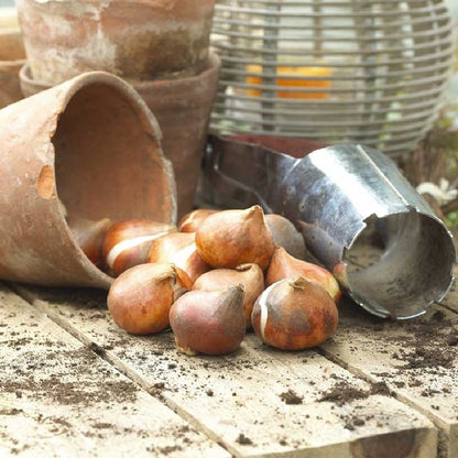Tulip bulbs next to a clay pot on a wooden surface.