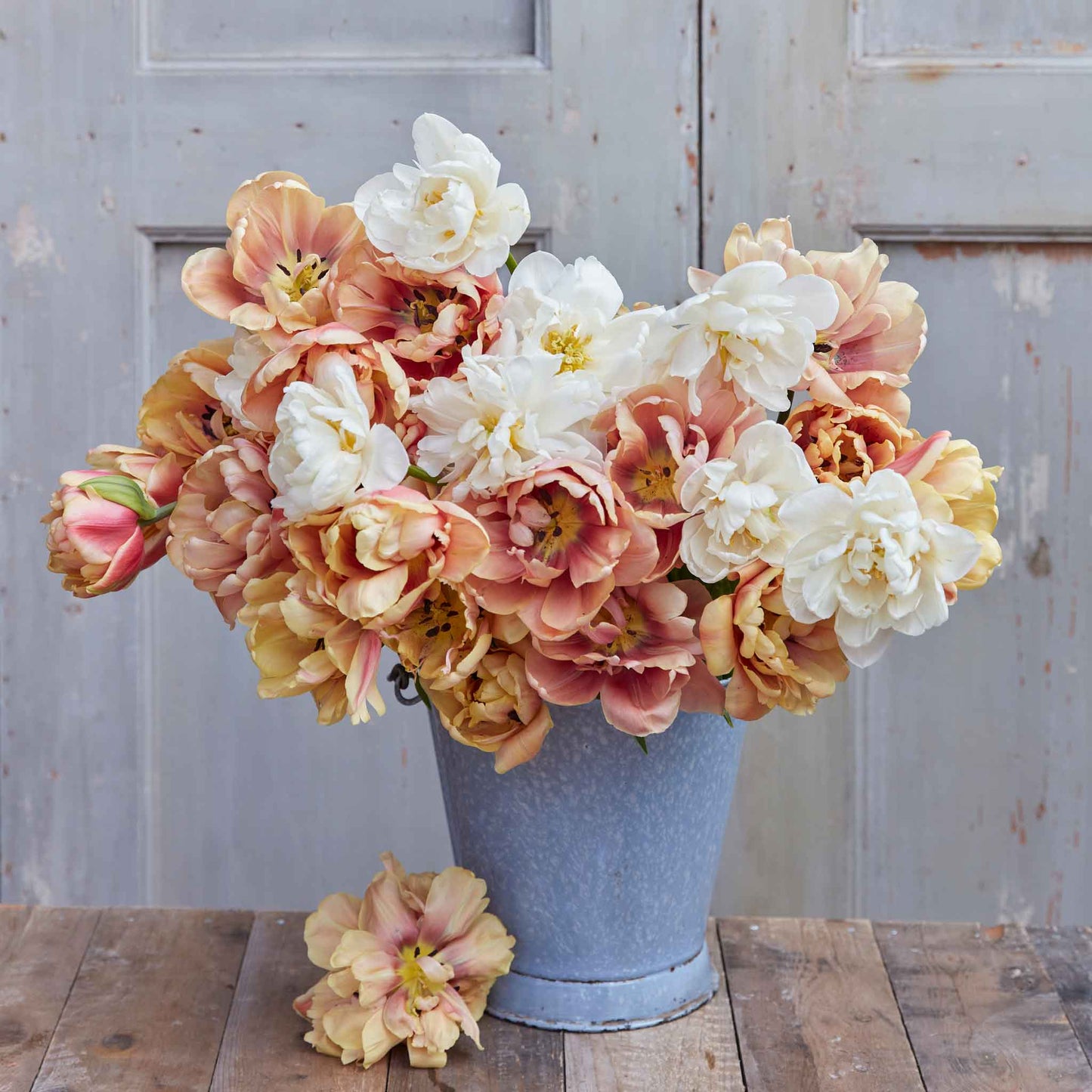 Chardonnay Mix tulips in cream and peach tones on a neutral background