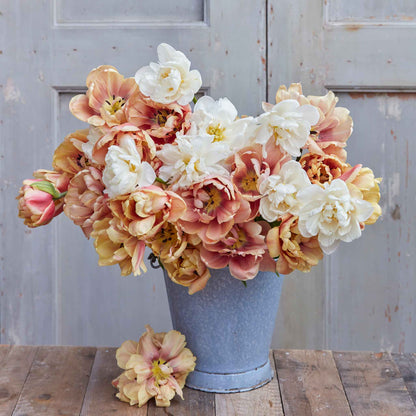 Chardonnay Mix tulips in cream and peach tones on a neutral background