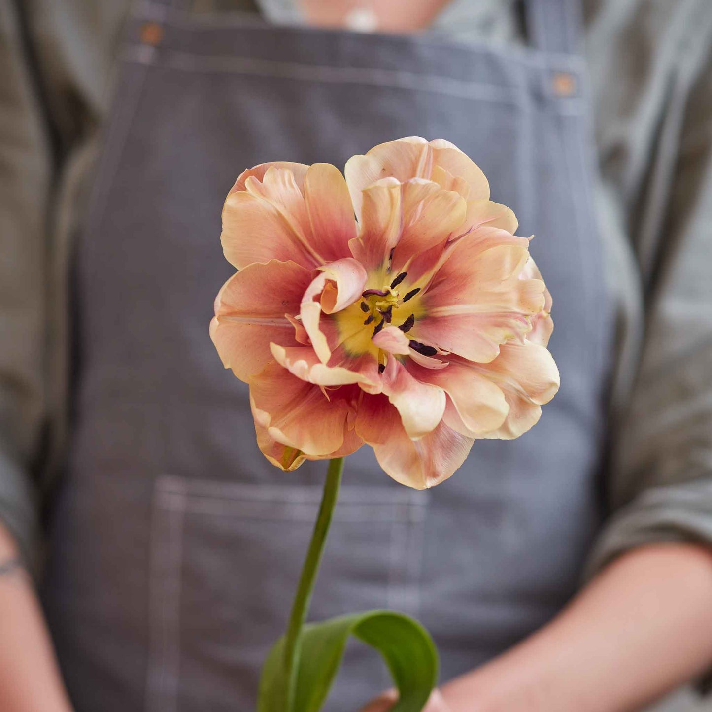 Chardonnay Mix tulip in cream and peach with ruffled petals on a blurred background