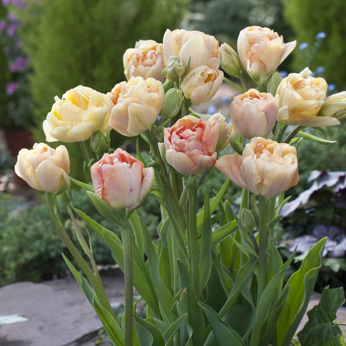 Charming Beauty tulip in ruffled peach with multiple petals on a soft background