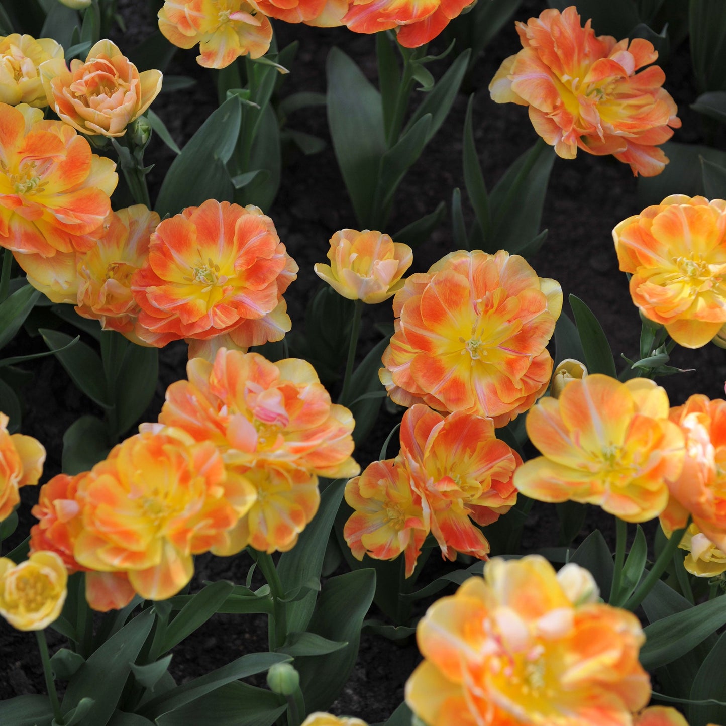Charming Beauty tulip in vibrant orange with yellow and red hints in bright sunlight