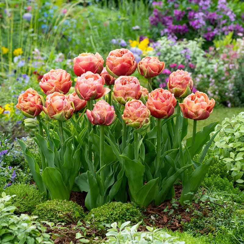 Copper Image tulip in orange with ruffled petals in a lush garden setting | copyright: Floramedia UK Ltd