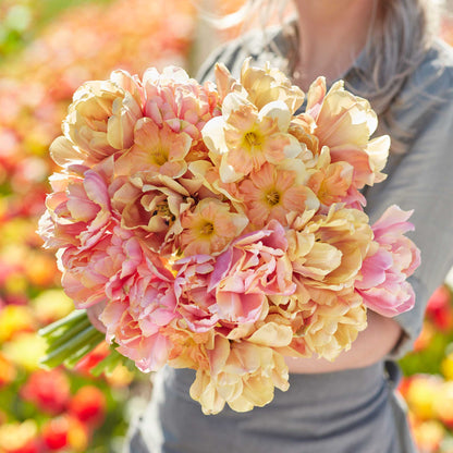A vibrant, full shot of a white and purple tulip mix, with yellow tulips in the background.