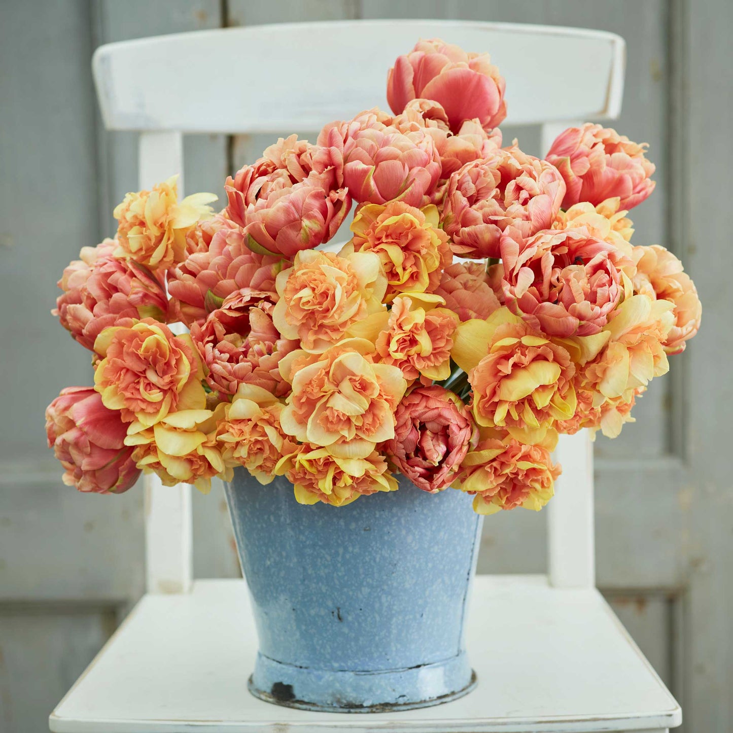 A close-up of a mix of colorful tulips and daffodils in full bloom.