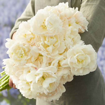 Diamond Sugar tulips in soft pink blooming in a lush green field