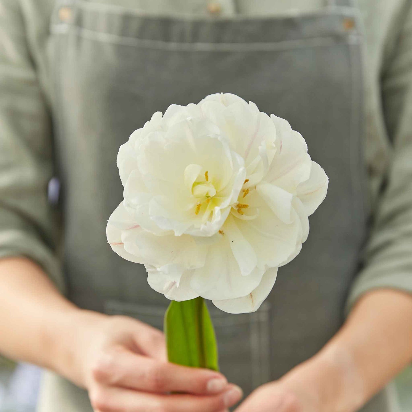 Diamond Sugar tulip in pink and white stripes with soft petals on a light background