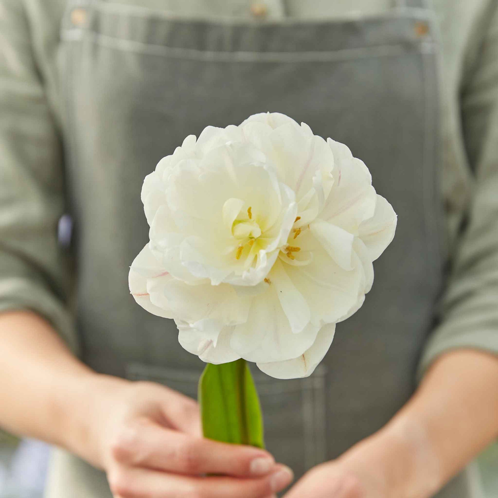 Diamond Sugar tulip in pink and white stripes with soft petals on a light background