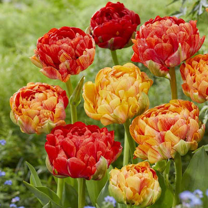 Double Gudoshnik tulip in vivid red in full bloom on a lush green background