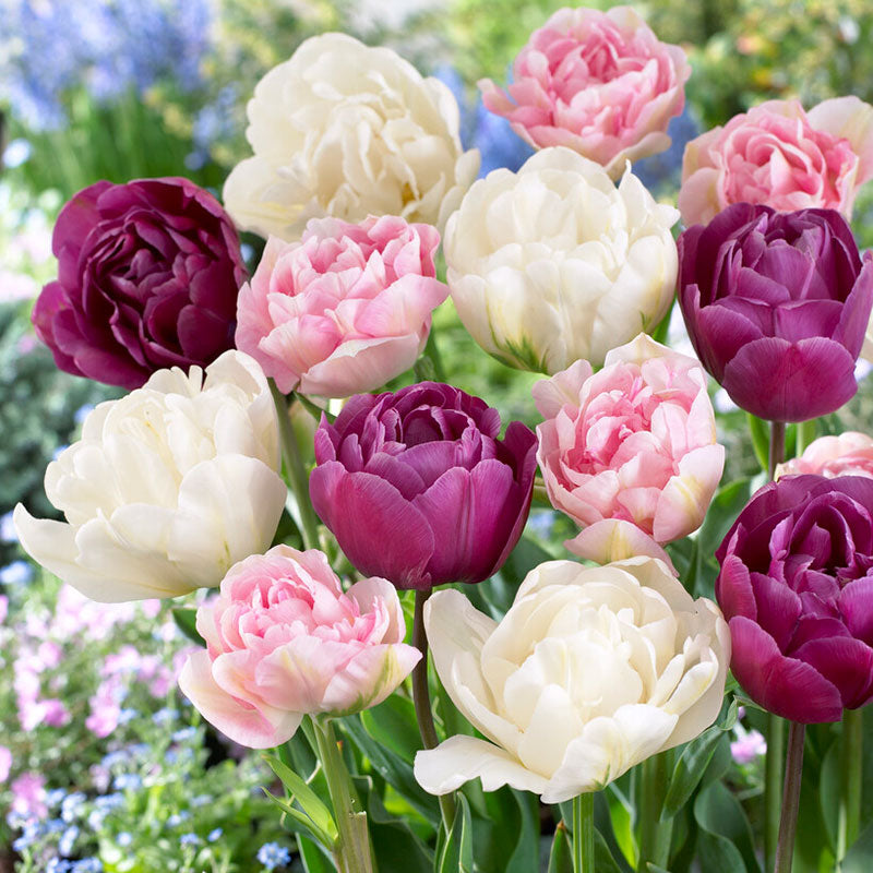 Double Pink Mix tulips in vibrant pink with ruffled petals on a soft background