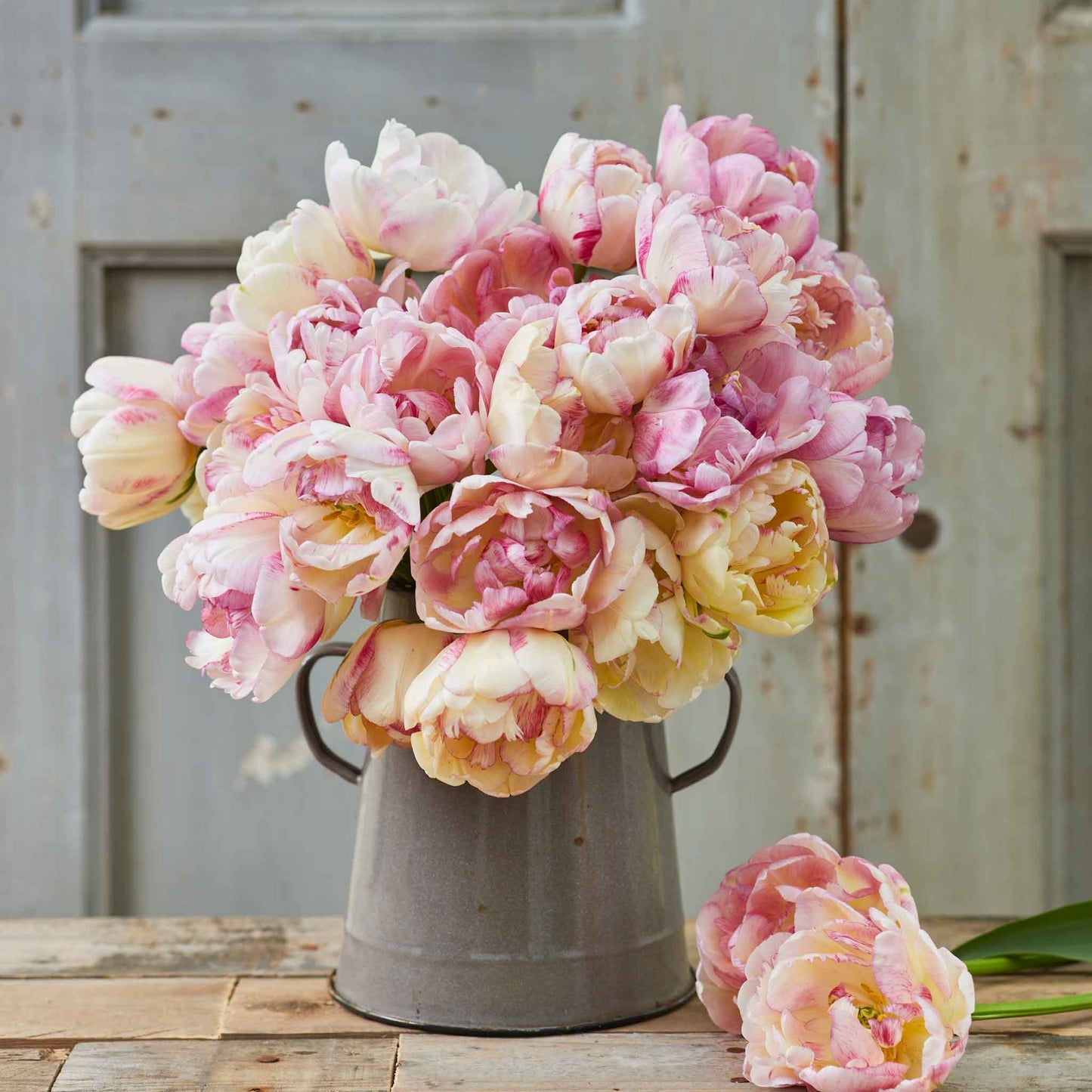 Double Shake tulip in ruffled pink with yellow and green hints on a blurred background