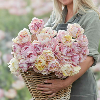 Double Shake tulips in pink and white with ruffled petals on a soft background
