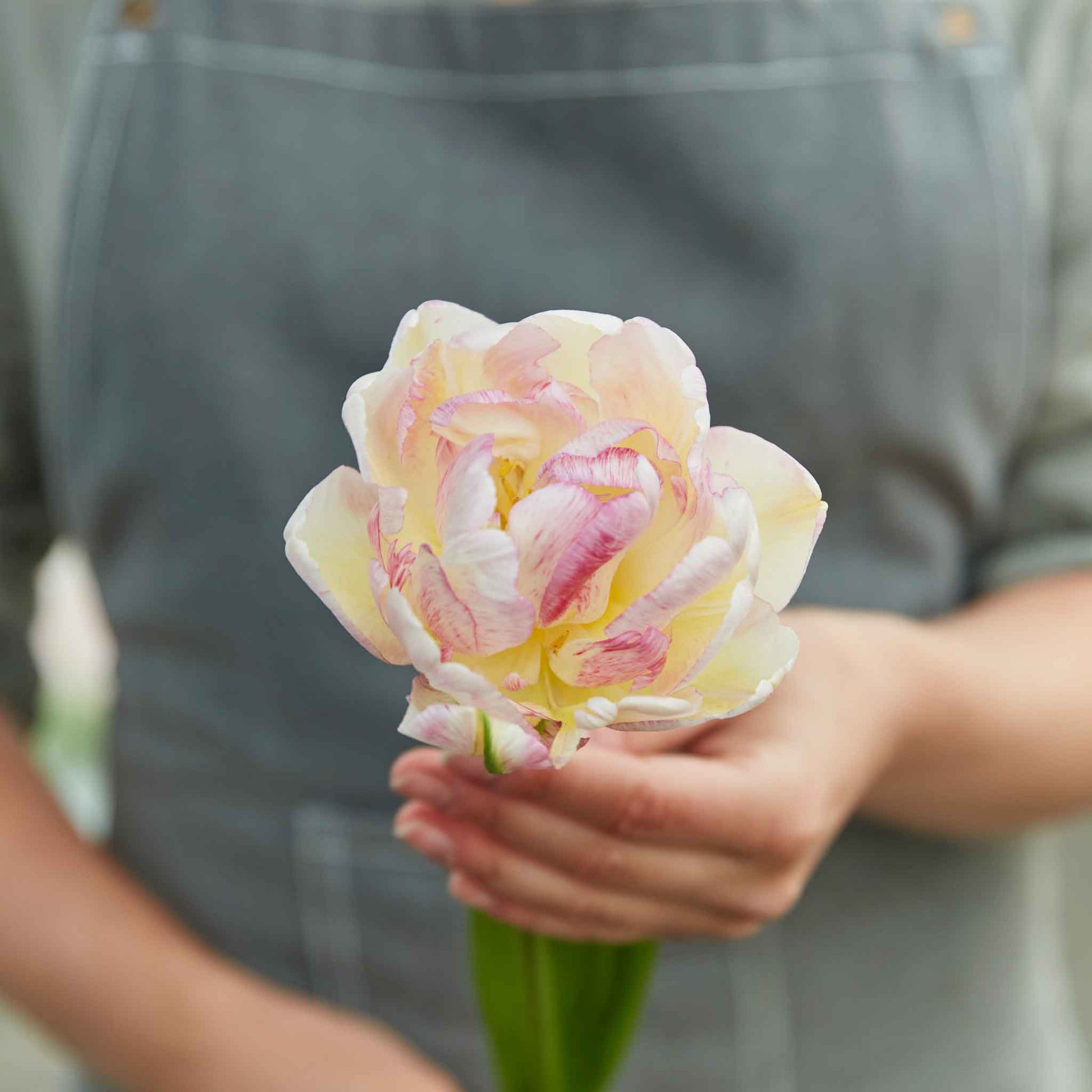 Double Shake tulip in soft pink with ruffled petals on a neutral background