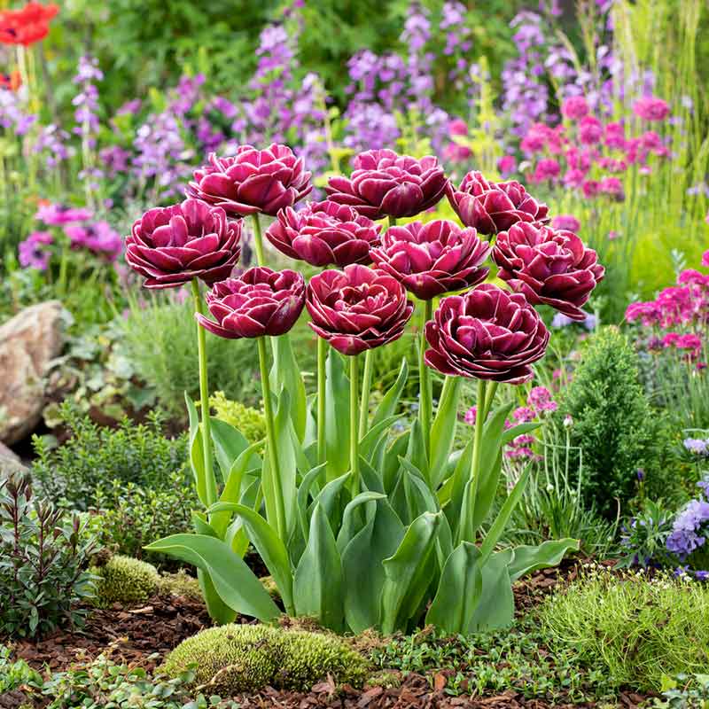 Dream Touch tulip in pink with bright green foliage in the background | copyright: Floramedia UK Ltd