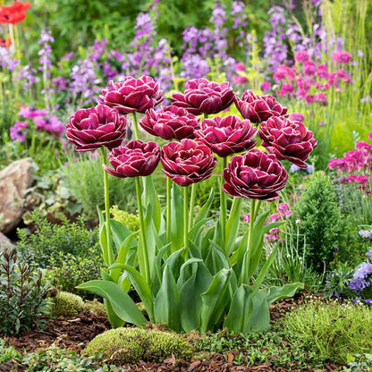 Dream Touch tulip in pink with bright green foliage in the background | copyright: Floramedia UK Ltd