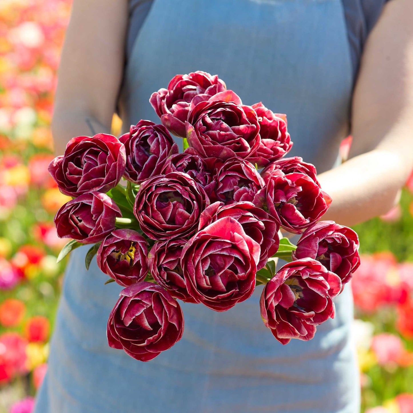 Person holding a bouquet of red dream touch tulip flowers against a blurred natural background