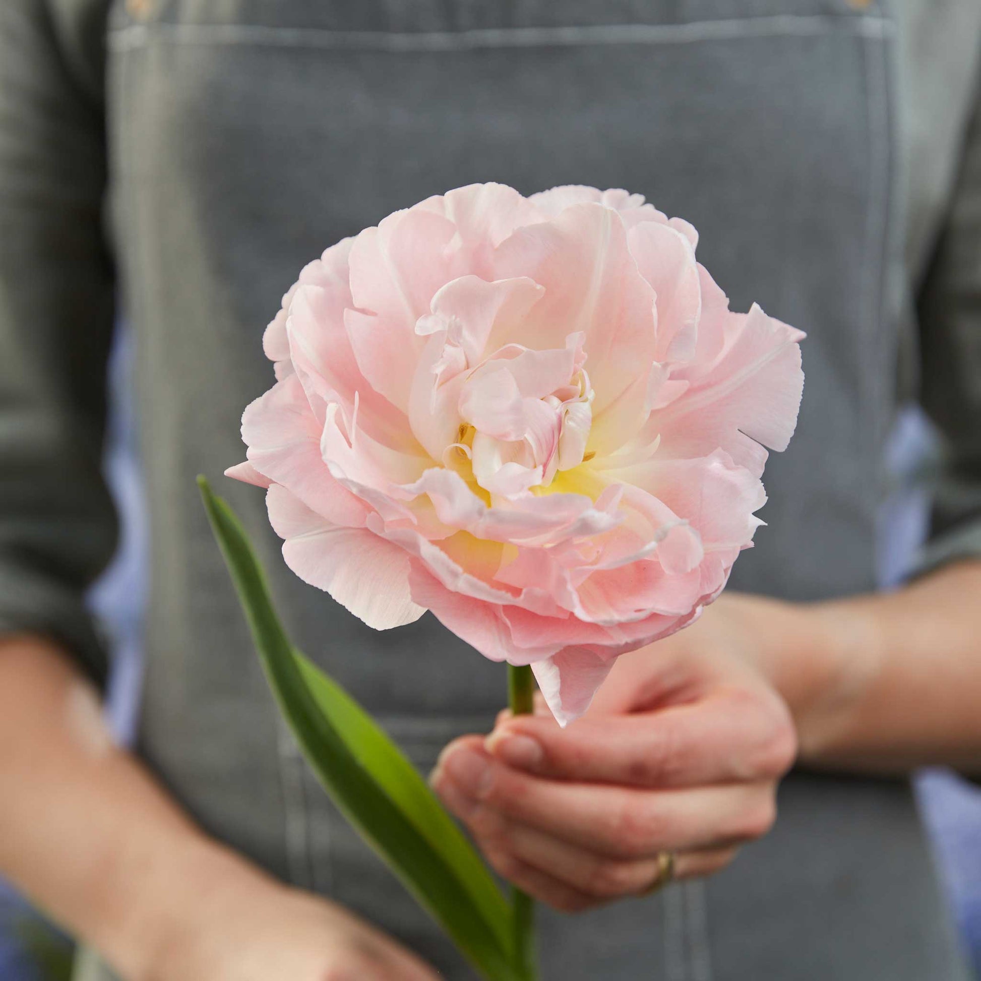 Person holding a pink dreamer tulip flower wearing a grey apron