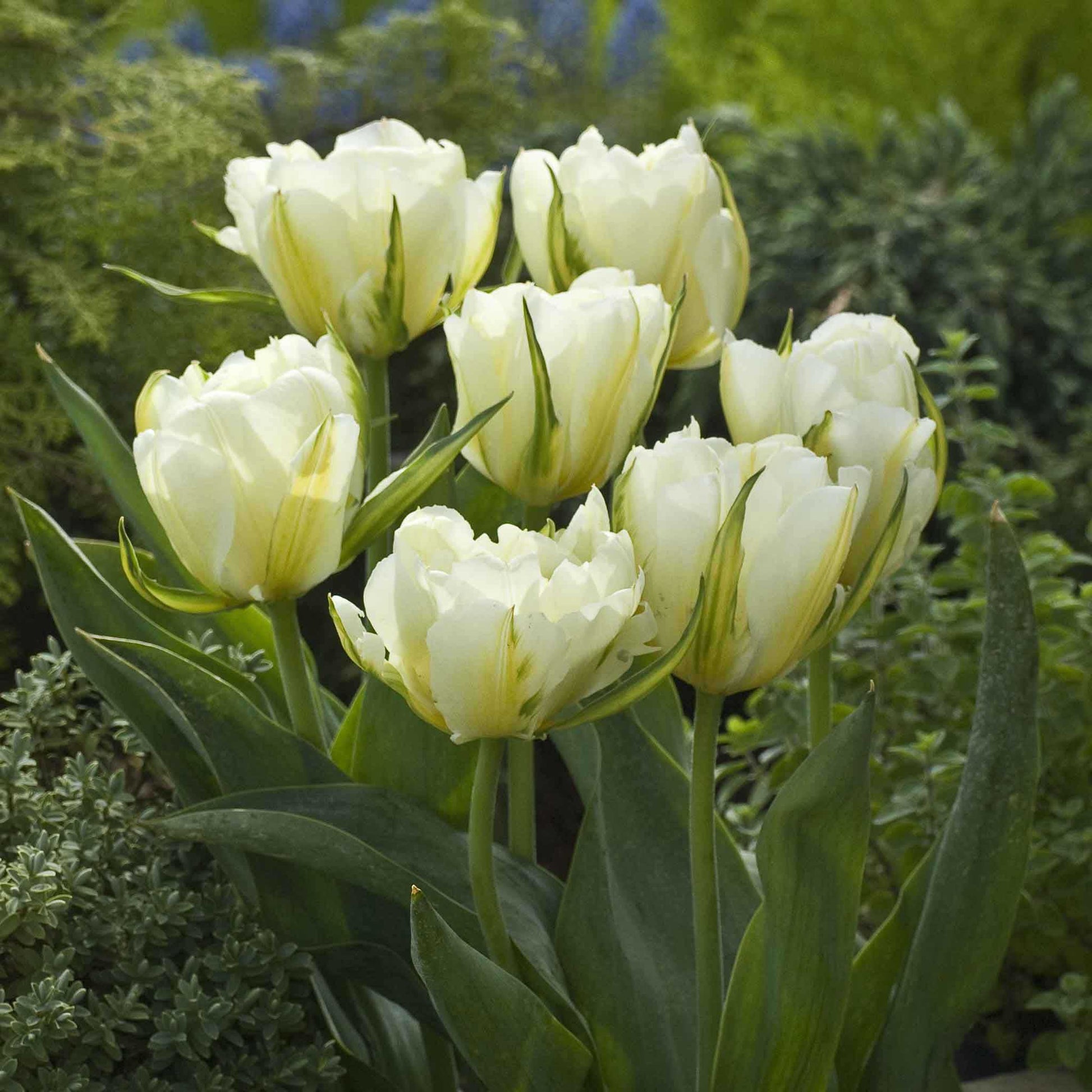 A bouquet of white exotic emperor tulip flowers against a blurred natural background