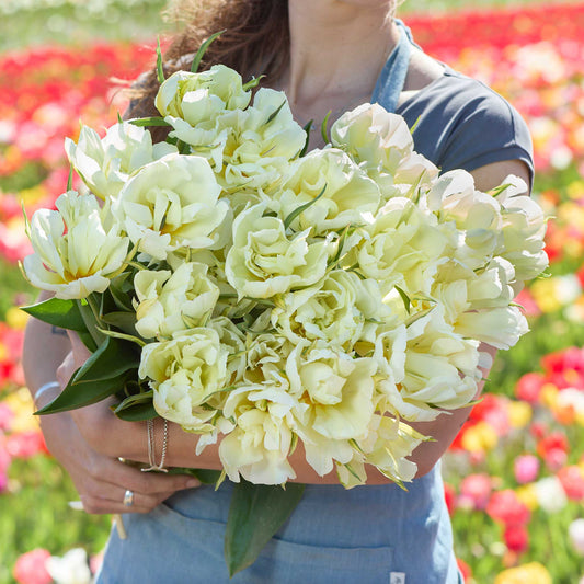 Person holding a bouquet of white exotic emperor tulip flowers against a blurred natural background