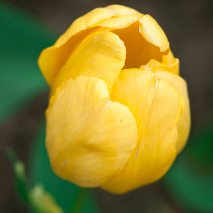 Golden Parade tulips in yellow with orange and red hints on a blurred background
