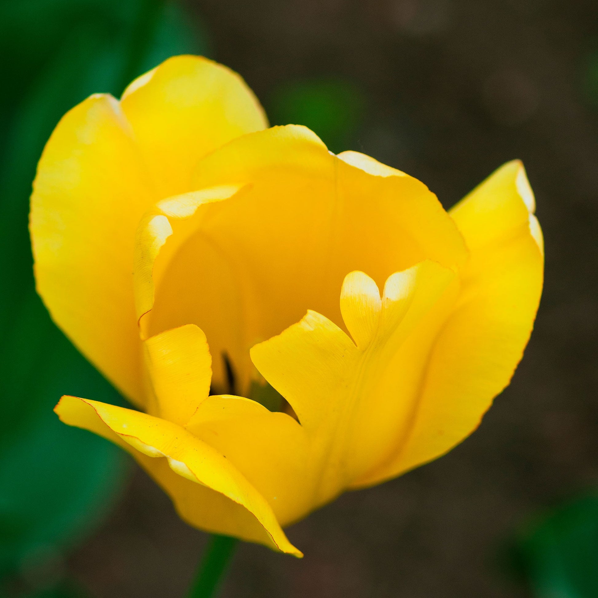 Golden Parade tulips in golden yellow with green stems on a blurred green background
