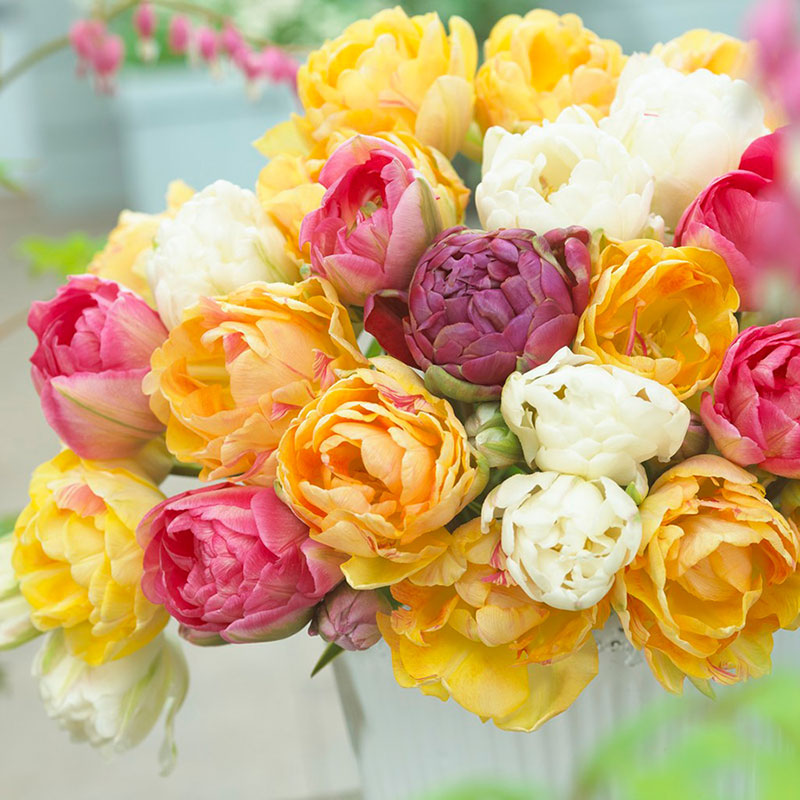 Goldfinch Mix tulips in bright yellow with orange and red edges on a light background