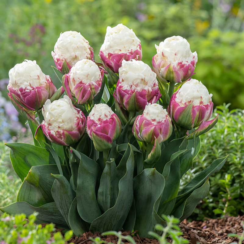 Ice Cream tulip in white and green resembling an ice cream cone on a green background | copyright: Floramedia UK Ltd
