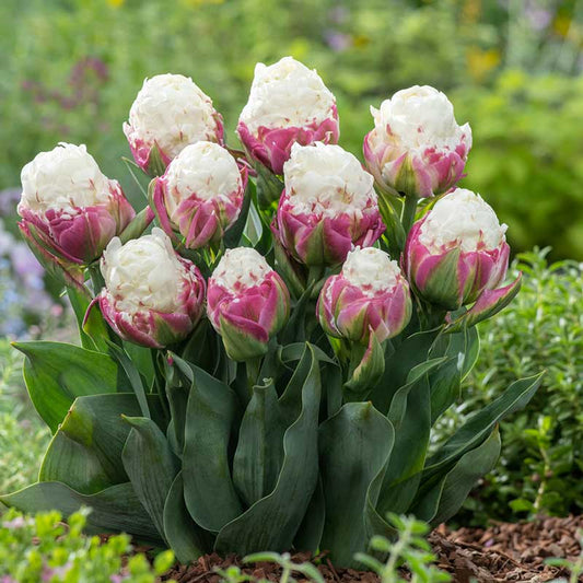 Ice Cream tulip in white and green resembling an ice cream cone on a green background | copyright: Floramedia UK Ltd
