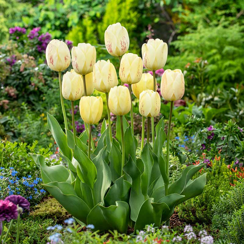 Ivory Floradale tulip in creamy white with green-tipped petals on a blurred background | copyright: Floramedia UK Ltd