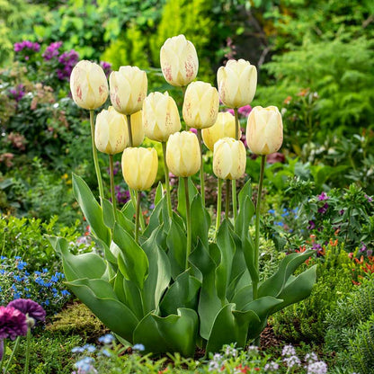 Ivory Floradale tulip in creamy white with green-tipped petals on a blurred background | copyright: Floramedia UK Ltd