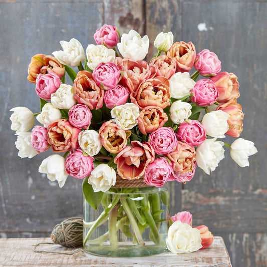 La Belle Epoque Bright Mix tulips in red and white on a soft blurred background