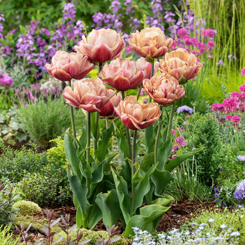 La Belle Epoque tulips in pink and cream with green hints in a bright garden | copyright: Floramedia UK Ltd